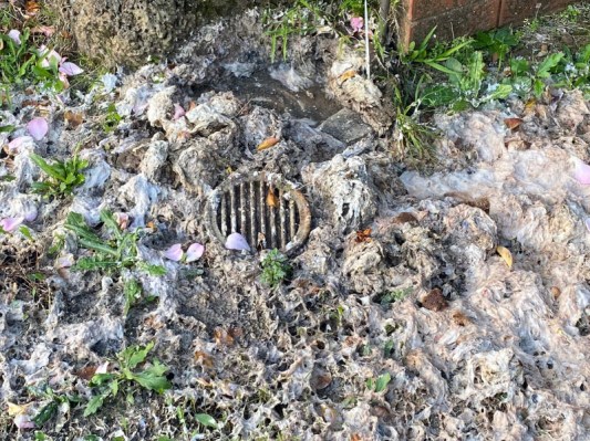 Tree Root Intrusion & Sewer Drainage Tree Root Intrusion & Sewer Drainage